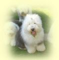 Balou u.Piper 2007 032.jpg